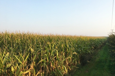 Proterra Maize