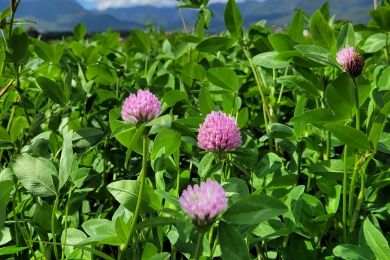 Red Clover