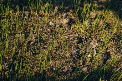 Reseeding