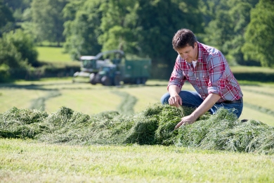 Silage Testing Mutli-cut Silage