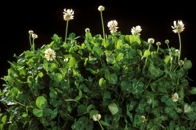 White Clover