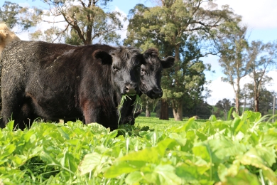 Beef Cows Forage