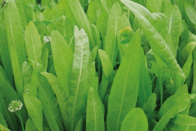 Chicory Commander