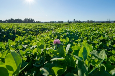 Clover Silage
