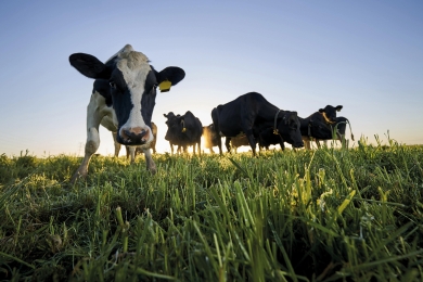 Dairy Cows