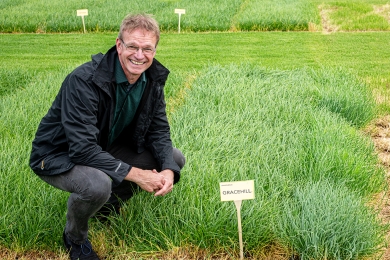 Gracehill Grass Variety