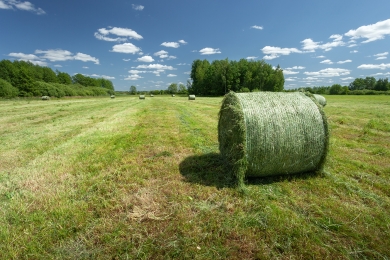 Grass Bales Silage