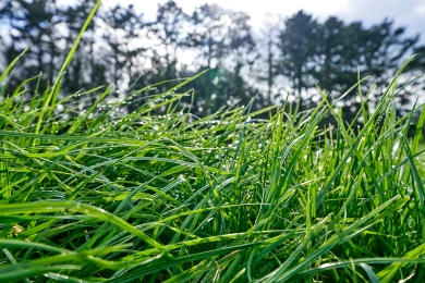 Grass
