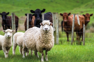 Sheep Beef Cows