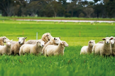 Sheep