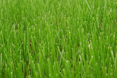 Tollymore Grass Variety