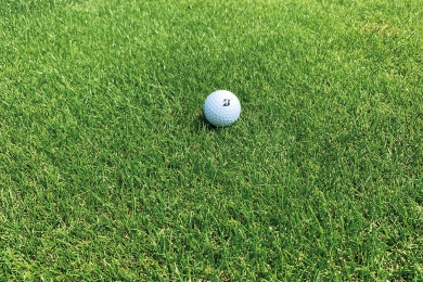 Barpersie Perennial Ryegrass