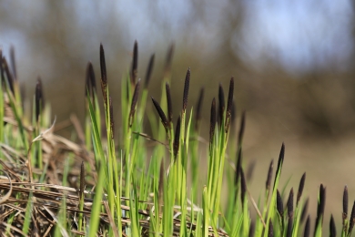 Black Grass