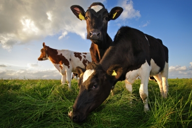 Dairy Cows