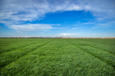 Grass Field Assessment