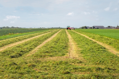 Silage Field