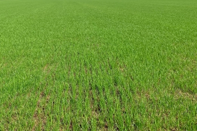 Overseeding Sport Pitches