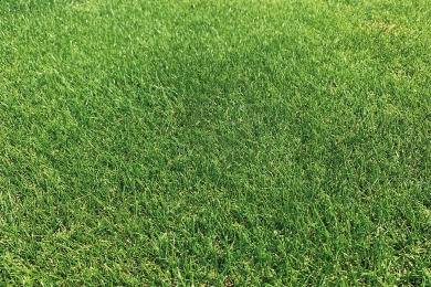 Barpersie Ultrafine