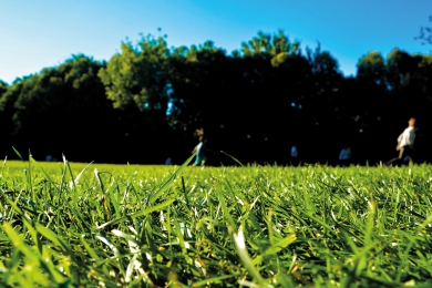 Lawn Turf