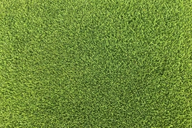 Browntop Bent