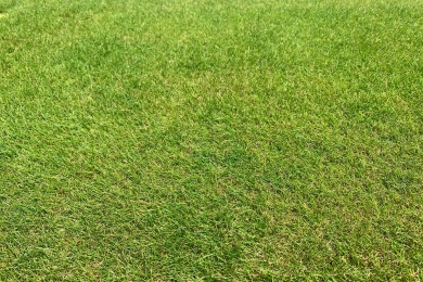 Chewings Fescue