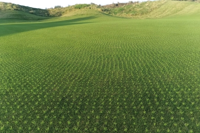 Fescue