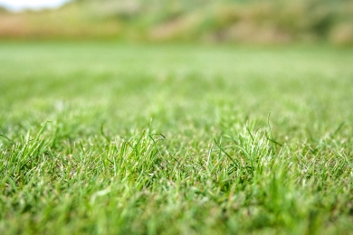 Overseeding Turf