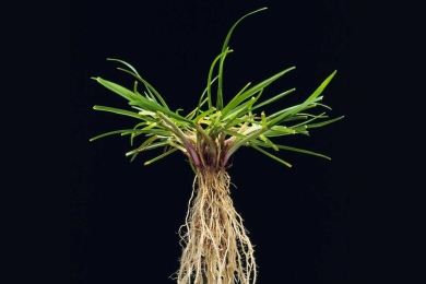 Perennial Ryegrass