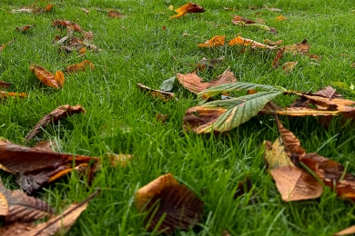 Remove Debris Turf