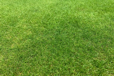Slender Creeping Red Fescue