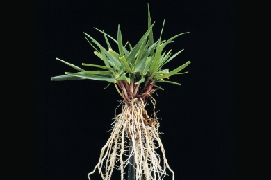 Tall Fescue