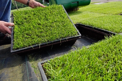 Turf Breeding