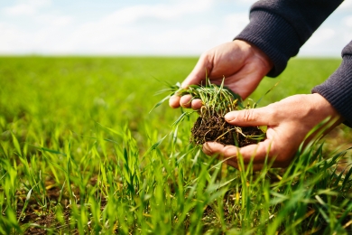 First Cut Silage Strategy - Why Patience Pays Off - Daughter Tiller Timing