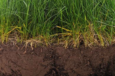 First Cut Silage Strategy - Why Patience Pays Off - Soil contaminations