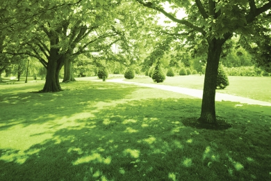 Shady Areas Lawn Landscaping