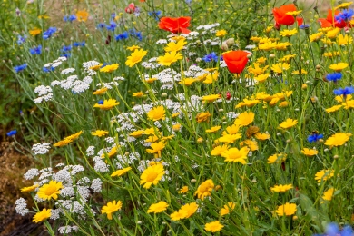 Annuals Wildflowers