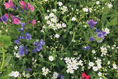 Biennials Wildflowers