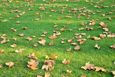 Debris shady areas lawn landscaping