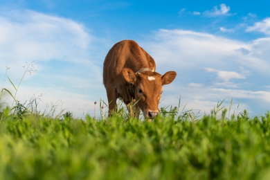 Calf Cow