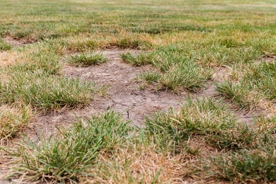 Dry Lawn