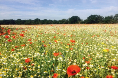 Wildflowers