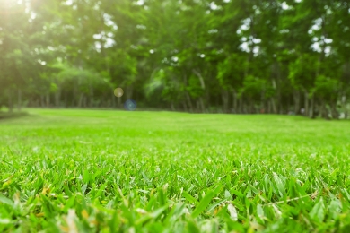 Lawn Park Landscaping