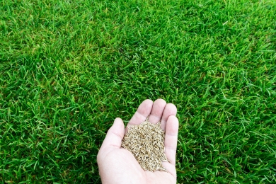 Grass Seed Lawn