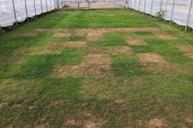 Grey Leaf Spot Grass Disease Sport