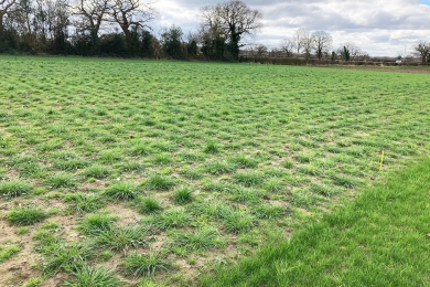 Wolfheze grass plots and trials