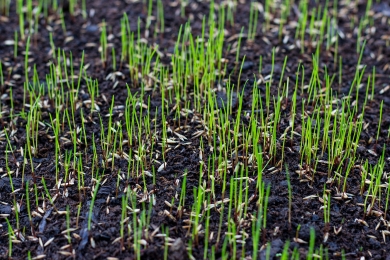 Overseeding Lawn