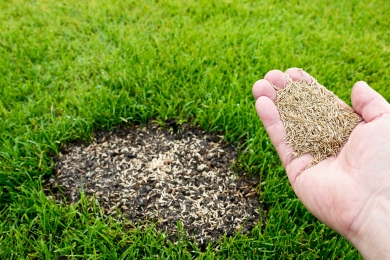 Overseeding Grass Lawn