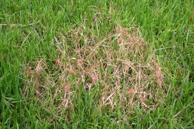 Red Thread Grass Disease Sport