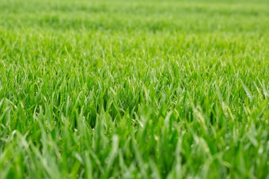 Repaired Lawn