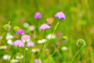 Wildflowers